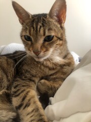 A picture of my bengal cat